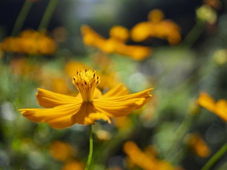 秋空に映える黄花コスモス 秋空に映える黄花コスモス コスモス,黄花コスモス,花の写真素材