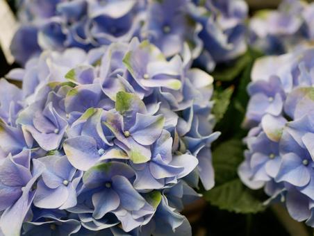 紫陽花 紫陽花の写真