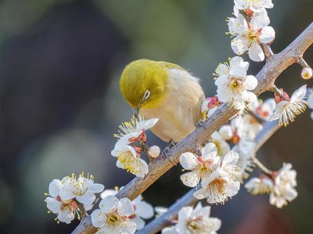 桜にとまるメジロ・サクジロー 桜にとまるメジロ・サクジローの写真