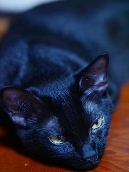 Photo, black cat, cat, a pet, 