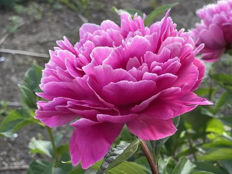 庭の芍薬 庭の芍薬 庭,花,しゃくやくの写真素材