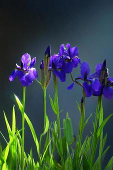 いずれ菖蒲か杜若 いずれ菖蒲か杜若の写真