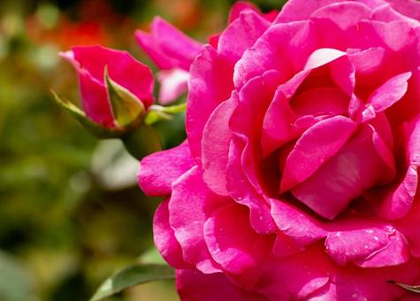 薔薇 薔薇 薔薇,ばら,バラの写真素材