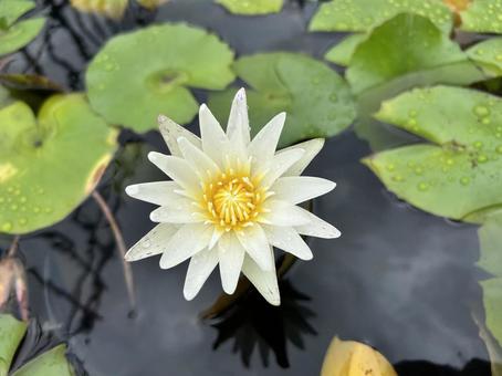 雨の中、白い小さなスイレン咲く 雨の中、白い小さなスイレン咲く 蓮,花,蓮の花の写真素材