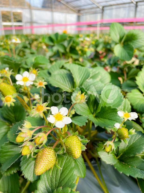 発育途中のいちごと花 いちごの花,イチゴの花,花の写真素材