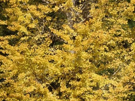 【紅葉写真】イチョウの黄葉 イチョウ,銀杏,黄葉の写真素材