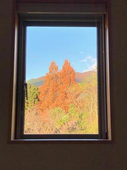 窓の外の紅葉 窓の外の紅葉 紅葉,秋,窓の写真素材