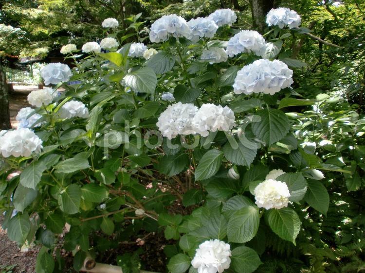 アジサイの花 アジサイの花,春のアジサイ,アジサイの写真素材