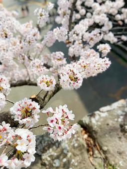 桜 桜の写真