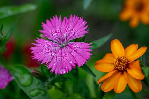 ナデシコ ナデシコ ナデシコ,花,ピンクの写真素材