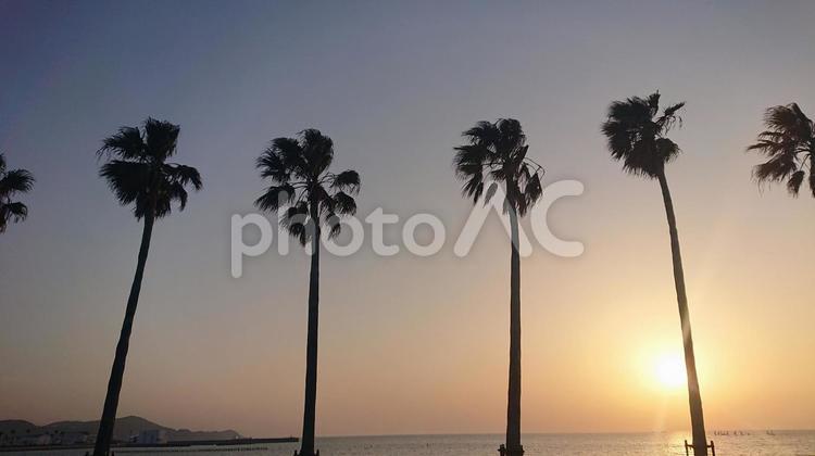 夕陽とヤシの木と海 夕陽,ヤシの木,海の写真素材