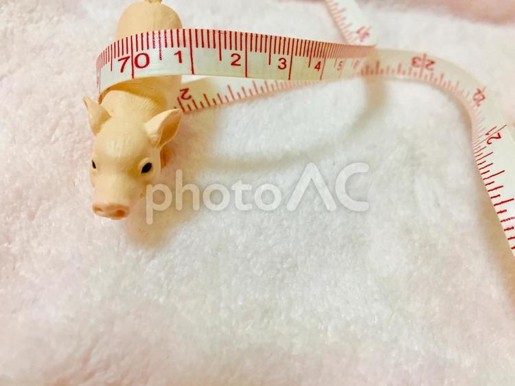 ダイエット(ブタ) ダイエット,美容,健康の写真素材