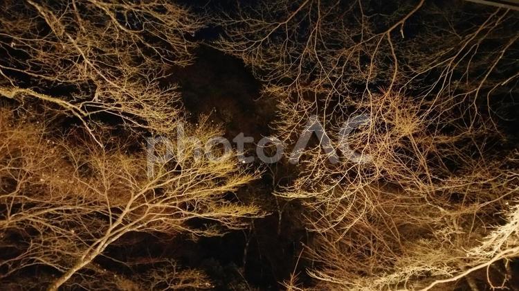 貴船の樹木 貴船,木,樹の写真素材