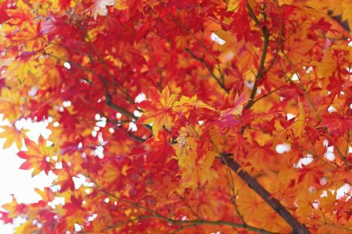 紅葉 紅葉,もみじ,秋の写真素材