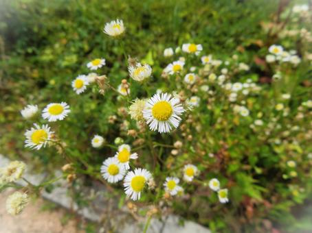 ヒメジョオン ヒメジョオン ヒメジョオン,姫女菀,雑草の写真素材