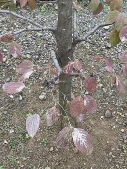 神田川10月:枯れ木と紅葉 縦 2025 神田川10月:枯れ木と紅葉 縦 2025 枯れ木,紅葉,枯葉の写真素材