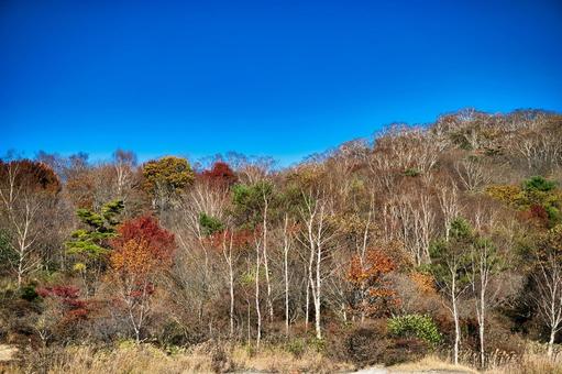 赤城小沼の白樺と紅葉 風景,青空,晴れの写真素材