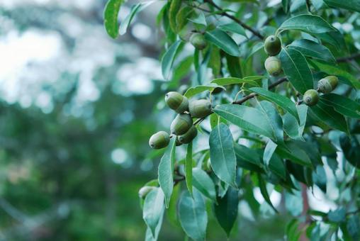 緑の葉と青いドングリの実のクローズアップ ドングリ,どんぐり,実の写真素材