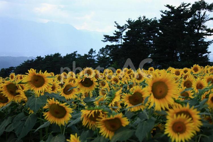 ひまわりの整列 ひまわり,夏,初夏の写真素材