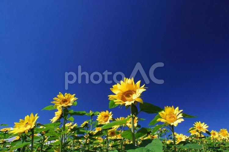 パレットの丘のひまわり畑 ひまわり,パレットの丘,田園の写真素材