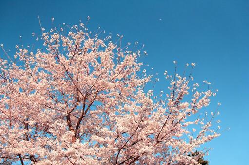 青空、桜 桜,さくら,サクラの写真素材