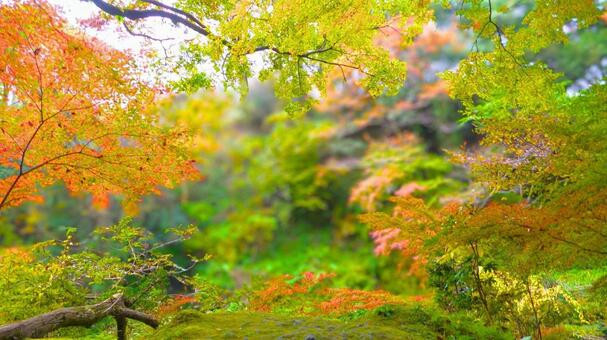 紅葉 姫路城 好古園39 紅葉,秋,日本庭園の写真素材