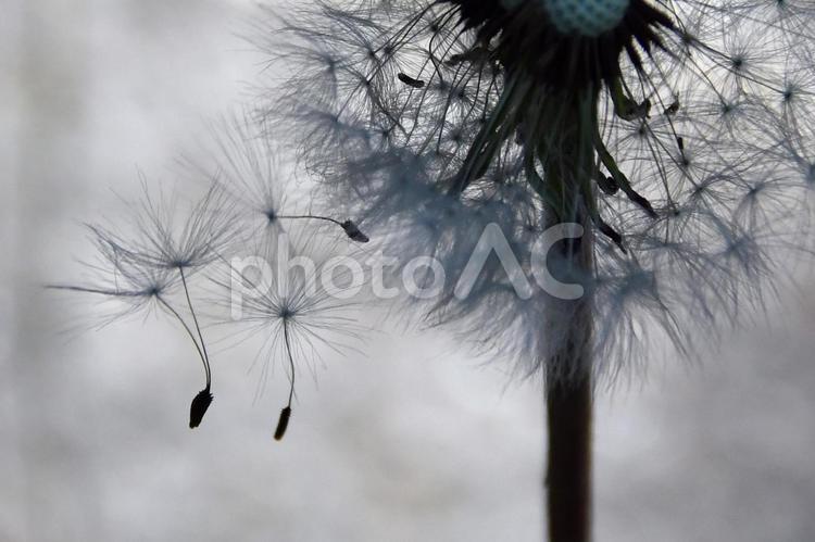 たんぽぽの綿毛が可愛いですね タンポポ,たんぽぽ,綿毛の写真素材