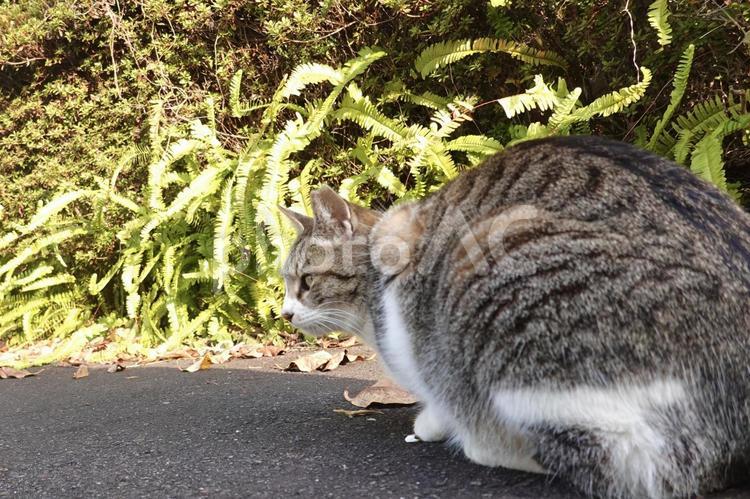 大人しいメスのキジシロネコ 保護猫,猫,ネコの写真素材