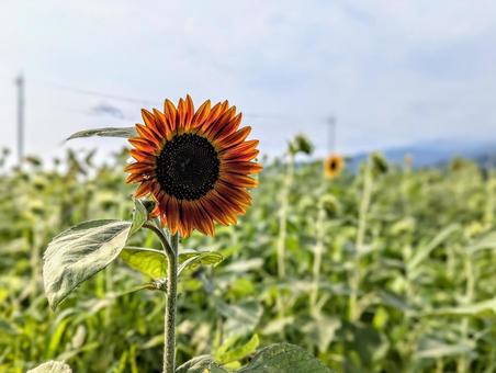 褐色のひまわり 褐色のひまわり 植物,花,ひまわりの写真素材