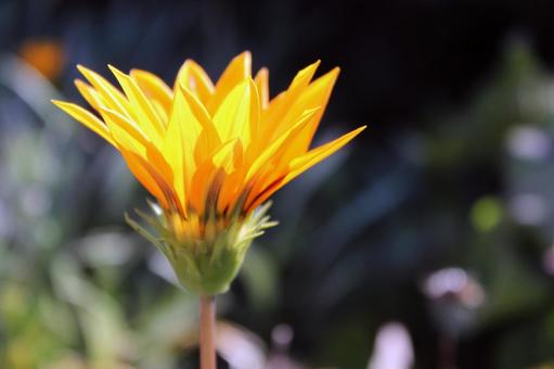 ガザニア ガザニア 花,玄関,鉢植えの写真素材