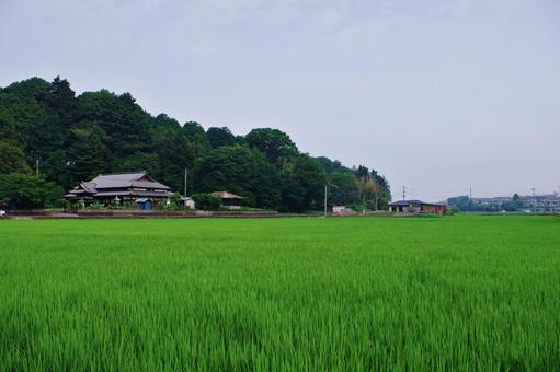 水田のある夏の田舎の風景 水田のある夏の田舎の風景 田園風景,田園,水田の写真素材