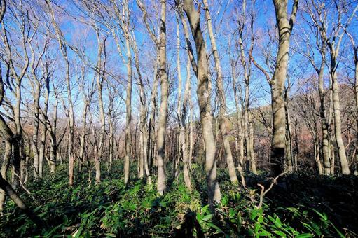 Photo, hardwoods, deciduous leaves, forest, 