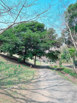 Photo, walking path, walk, wood, 