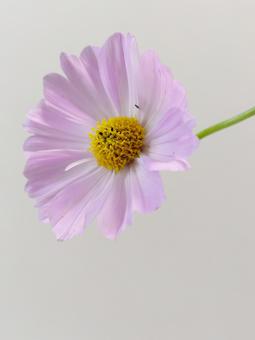ピンク色のコスモスの花 ピンク色のコスモスの花の写真