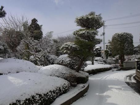 雪 雪の写真