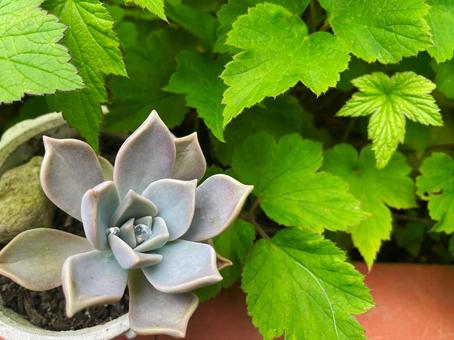 露を抱いた朧月の多肉植物と鮮やかな葉 露を抱いた朧月の多肉植物と鮮やかな葉の写真