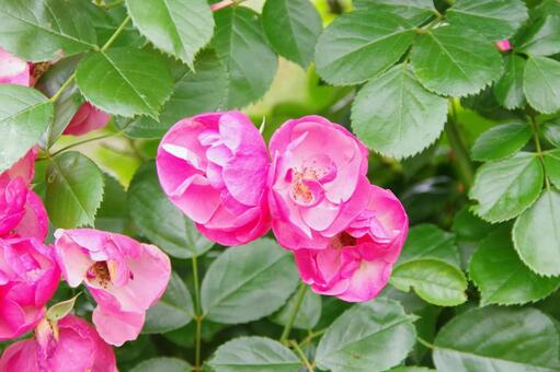 ピンク色のバラの園芸（花とガーデニング） バラ,園芸,家庭の写真素材