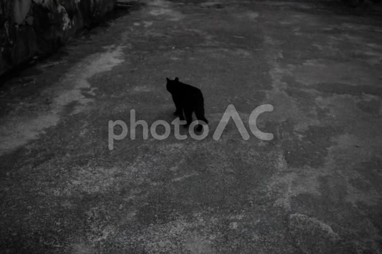 暗い道に一匹の猫 暗闇,迷子,家出の写真素材