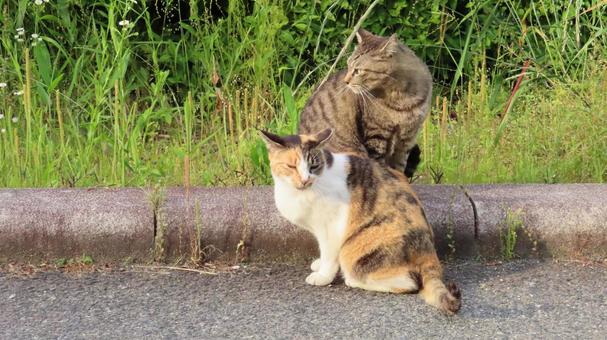 Friendly cats taking a break after patrol, JPG