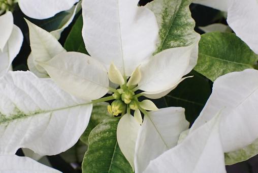 花 ポインセチア,クリスマス,植物の写真素材