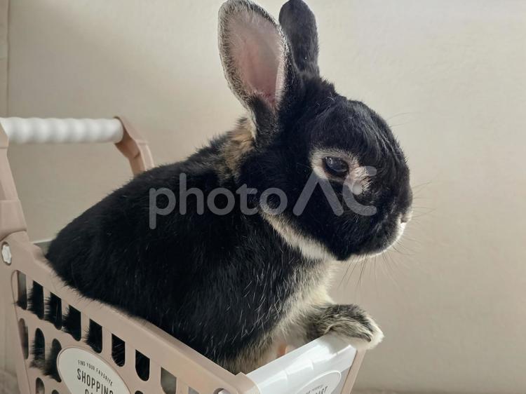 おもちゃのカートに乗るうさぎ うさぎ,ウサギ,草食動物の写真素材