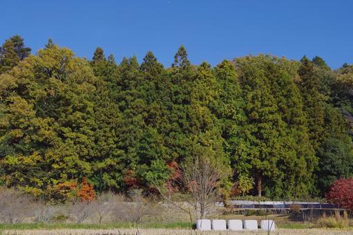 秋の風景 秋,屋外,自然の写真素材
