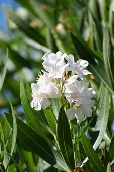 Oleander, JPG