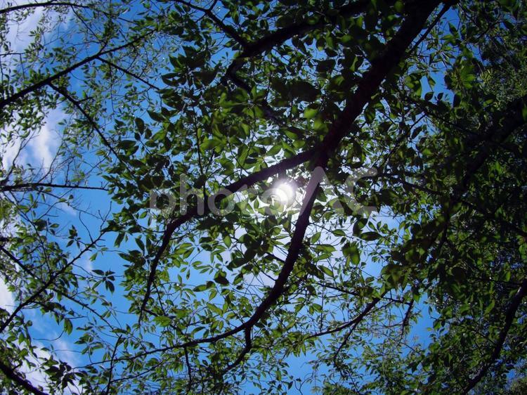 木漏れ日 木漏れ日,公園,青空の写真素材