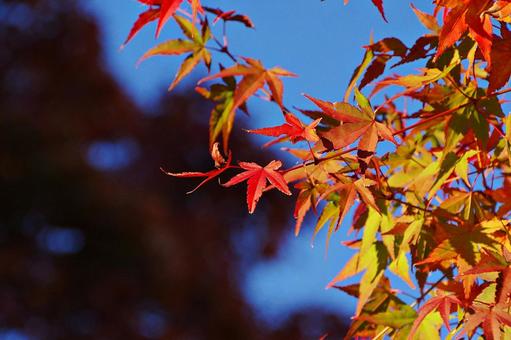 陽射しの中のイロハモミジ 陽射しの中のイロハモミジの写真