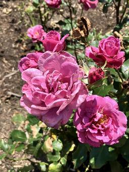 Photo, rose, pink, flower, 