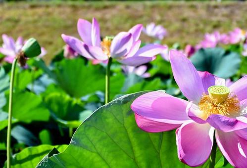 Lotus flower field: a summer landscape with depth, JPG Lotus flower field: a summer landscape with depth, JPG