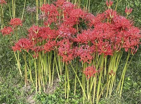 曼珠沙華 曼珠沙華の写真