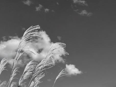 すすき　モノクローム すすき,モノクローム,ススキの写真素材