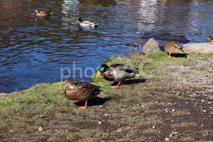 世界遺産・忍野八海の鴨 鴨,動物,鳥の写真素材
